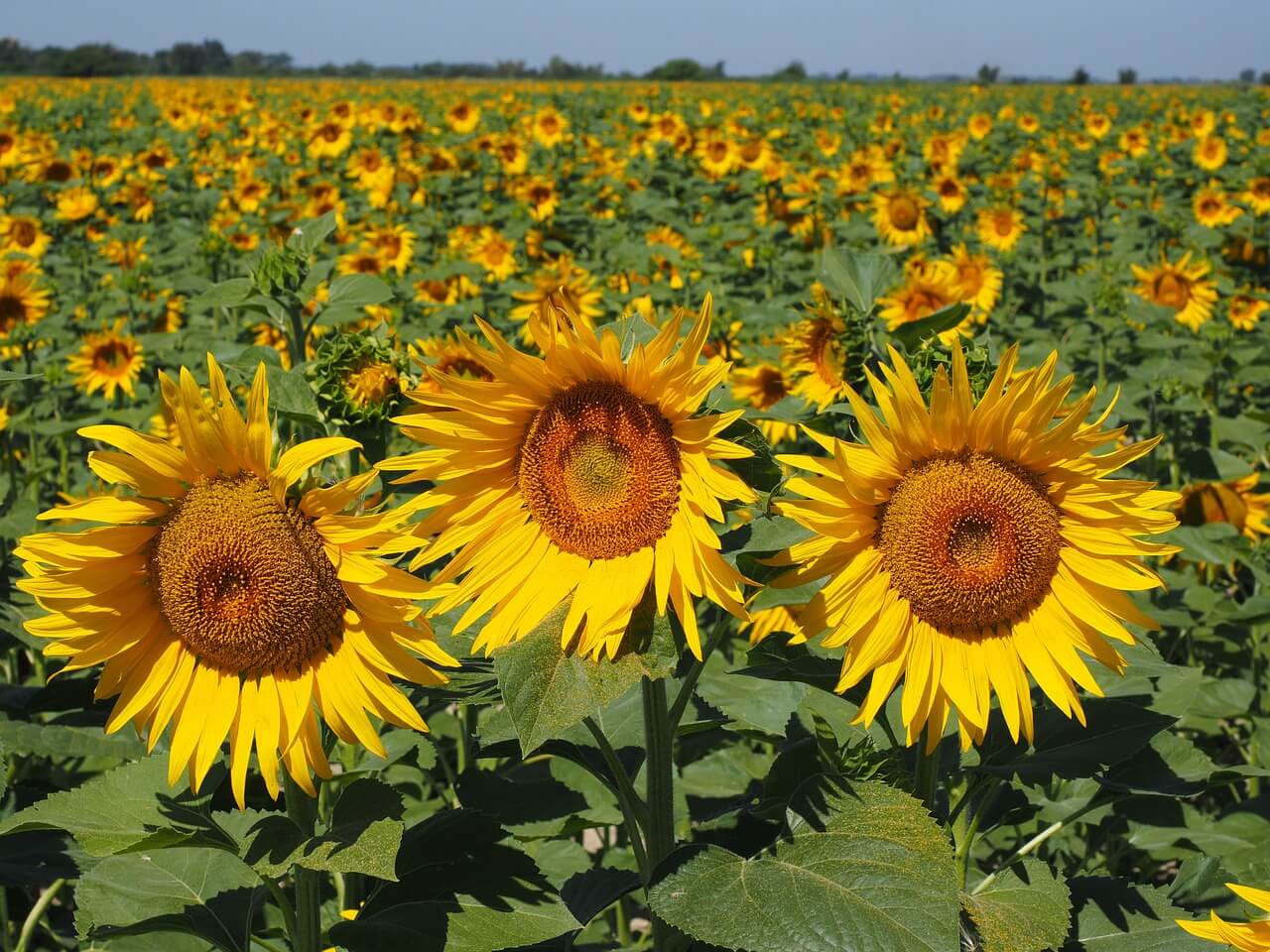 sunflower field 1521860 1280 1