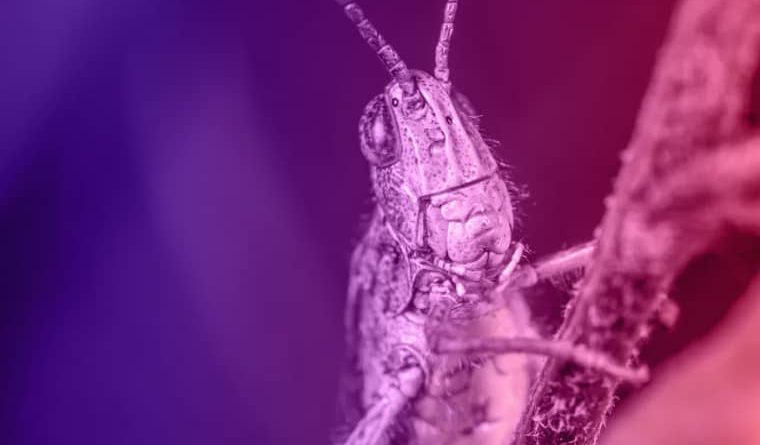 nightmare grasshopper 1