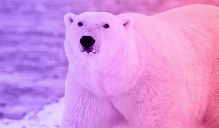 polar bear 1