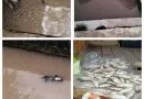 Tambak Ikan Milik Warga Tercemar Limbah PT.SNM Bungo, Ratusan Ikan Mati Hingga Rugi Puluhan juta Rupiah   