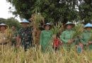 Dandim 0614/Kota Cirebon Turun ke Sawah, Panen Padi Bersama Petani Sidemung demi Ketahanan Pangan