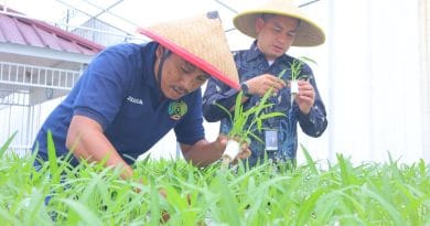 Panen kangkung hidroponik oleh warga binaan di Lapas Kelas I Tangerang sebagai pelatihan keterampilan pertanian.